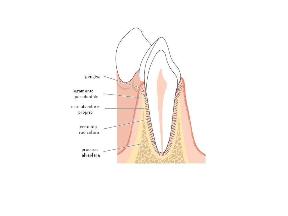 tessuti di sostegno del dente - Parodontite