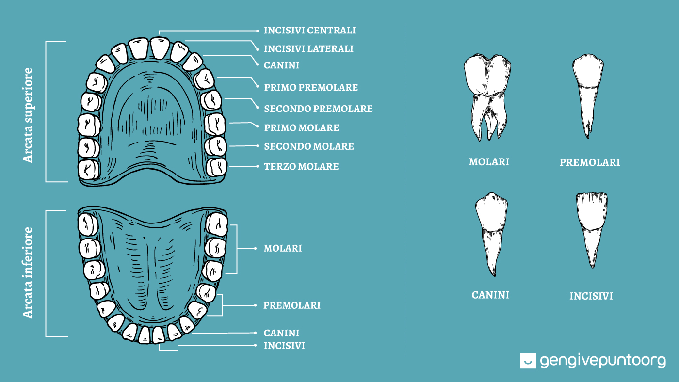 nomi dei denti